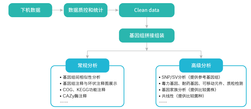 微生物基因组重测序-分析-BJL(中国)基因